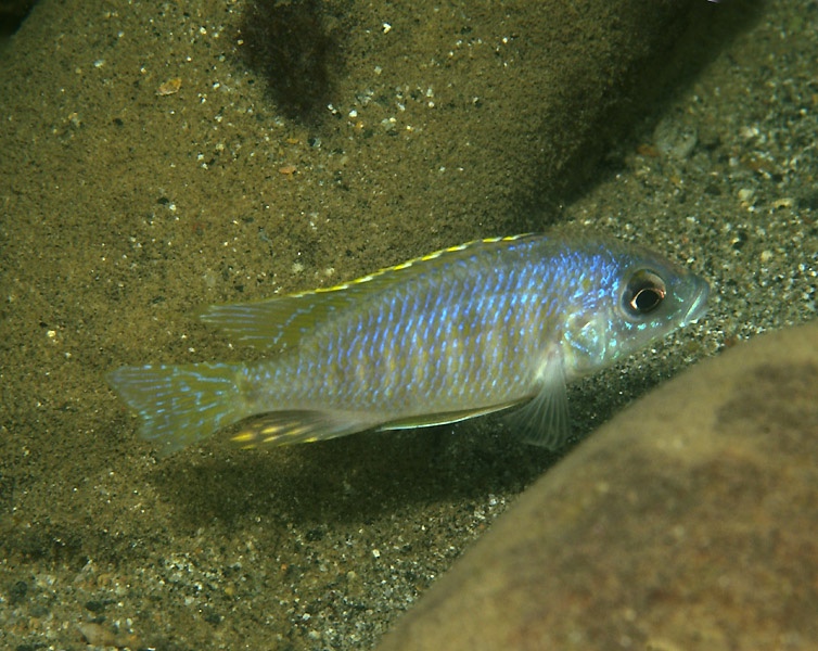 Otopharynx sp. 'heterodon ikombe' Matema